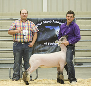 Dowell Show Lambs Winners