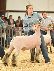 Dowell Show Lambs Winners