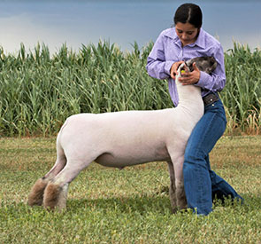 Dowell Show Lambs Winners