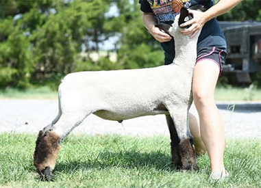 Dowell Show Lambs Winners