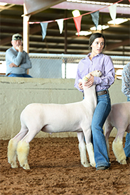 Dowell Show Lambs Winners