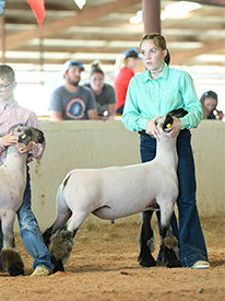 Dowell Show Lambs Winners